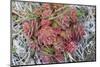 Arctic cactus, Wrangel Island in Chukchi Sea, Russian Far East-Keren Su-Mounted Photographic Print