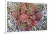 Arctic cactus, Wrangel Island in Chukchi Sea, Russian Far East-Keren Su-Framed Photographic Print