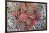 Arctic cactus, Wrangel Island in Chukchi Sea, Russian Far East-Keren Su-Framed Photographic Print