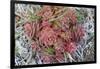 Arctic cactus, Wrangel Island in Chukchi Sea, Russian Far East-Keren Su-Framed Photographic Print