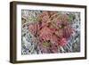 Arctic cactus, Wrangel Island in Chukchi Sea, Russian Far East-Keren Su-Framed Photographic Print