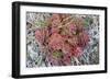 Arctic cactus, Wrangel Island in Chukchi Sea, Russian Far East-Keren Su-Framed Photographic Print