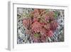 Arctic cactus, Wrangel Island in Chukchi Sea, Russian Far East-Keren Su-Framed Photographic Print