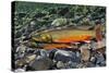 Arctic Charr (Salvelinus Alpinus) Female with Males Showing Breeding Colours, Cumbria, UK, November-Linda Pitkin-Stretched Canvas