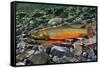 Arctic Charr (Salvelinus Alpinus) Female with Males Showing Breeding Colours, Cumbria, UK, November-Linda Pitkin-Framed Stretched Canvas