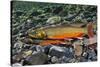 Arctic Charr (Salvelinus Alpinus) Female with Males Showing Breeding Colours, Cumbria, UK, November-Linda Pitkin-Stretched Canvas