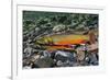 Arctic Charr (Salvelinus Alpinus) Female with Males Showing Breeding Colours, Cumbria, UK, November-Linda Pitkin-Framed Photographic Print