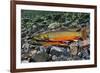 Arctic Charr (Salvelinus Alpinus) Female with Males Showing Breeding Colours, Cumbria, UK, November-Linda Pitkin-Framed Photographic Print