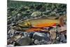 Arctic Charr (Salvelinus Alpinus) Female with Males Showing Breeding Colours, Cumbria, UK, November-Linda Pitkin-Mounted Photographic Print