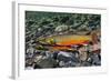 Arctic Charr (Salvelinus Alpinus) Female with Males Showing Breeding Colours, Cumbria, UK, November-Linda Pitkin-Framed Photographic Print