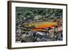 Arctic Charr (Salvelinus Alpinus) Female with Males Showing Breeding Colours, Cumbria, UK, November-Linda Pitkin-Framed Photographic Print