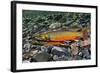 Arctic Charr (Salvelinus Alpinus) Female with Males Showing Breeding Colours, Cumbria, UK, November-Linda Pitkin-Framed Photographic Print