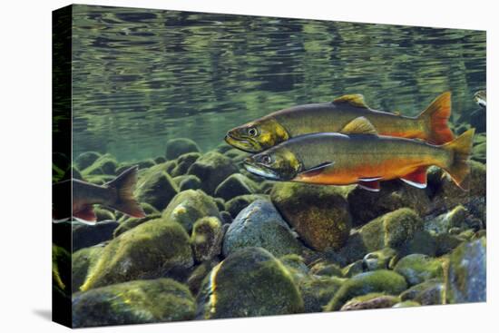Arctic Charr (Salvelinus Alpinus) Males in a River Ready to Spawn, Ennerdale, Lake District Np, UK-Linda Pitkin-Stretched Canvas