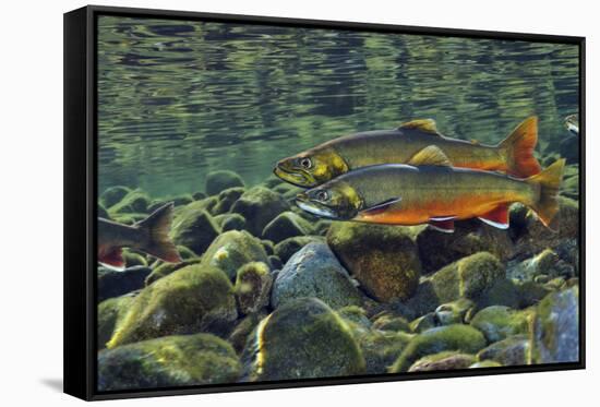 Arctic Charr (Salvelinus Alpinus) Males in a River Ready to Spawn, Ennerdale, Lake District Np, UK-Linda Pitkin-Framed Stretched Canvas