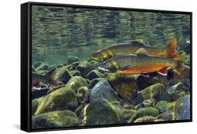 Arctic Charr (Salvelinus Alpinus) Males in a River Ready to Spawn, Ennerdale, Lake District Np, UK-Linda Pitkin-Framed Stretched Canvas