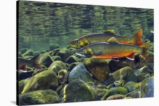 Arctic Charr (Salvelinus Alpinus) Males in a River Ready to Spawn, Ennerdale, Lake District Np, UK-Linda Pitkin-Stretched Canvas