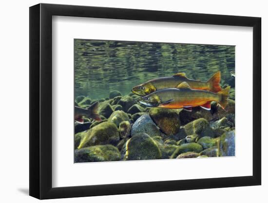 Arctic Charr (Salvelinus Alpinus) Males in a River Ready to Spawn, Ennerdale, Lake District Np, UK-Linda Pitkin-Framed Photographic Print