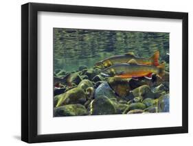 Arctic Charr (Salvelinus Alpinus) Males in a River Ready to Spawn, Ennerdale, Lake District Np, UK-Linda Pitkin-Framed Photographic Print