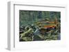 Arctic Charr (Salvelinus Alpinus) Males in a River Ready to Spawn, Ennerdale, Lake District Np, UK-Linda Pitkin-Framed Photographic Print