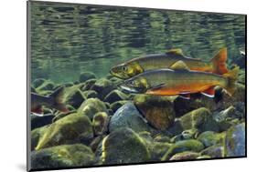Arctic Charr (Salvelinus Alpinus) Males in a River Ready to Spawn, Ennerdale, Lake District Np, UK-Linda Pitkin-Mounted Photographic Print