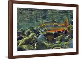 Arctic Charr (Salvelinus Alpinus) Males in a River Ready to Spawn, Ennerdale, Lake District Np, UK-Linda Pitkin-Framed Photographic Print