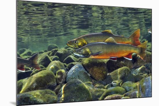 Arctic Charr (Salvelinus Alpinus) Males in a River Ready to Spawn, Ennerdale, Lake District Np, UK-Linda Pitkin-Mounted Photographic Print