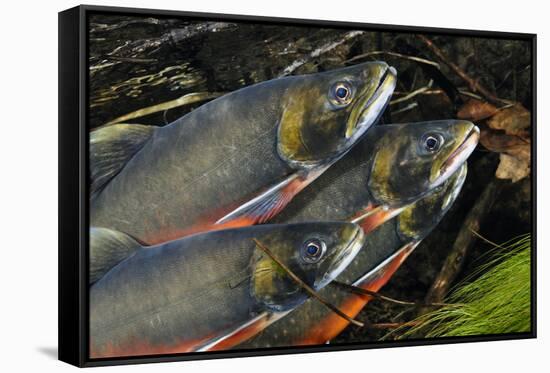 Arctic Charr (Salvelinus Alpinus) Males Showing Breeding Colours, in Spawning River, Cumbria, UK-Linda Pitkin-Framed Stretched Canvas