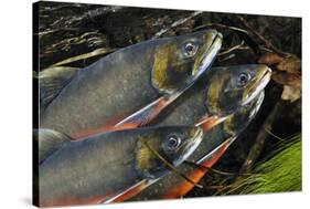 Arctic Charr (Salvelinus Alpinus) Males Showing Breeding Colours, in Spawning River, Cumbria, UK-Linda Pitkin-Stretched Canvas