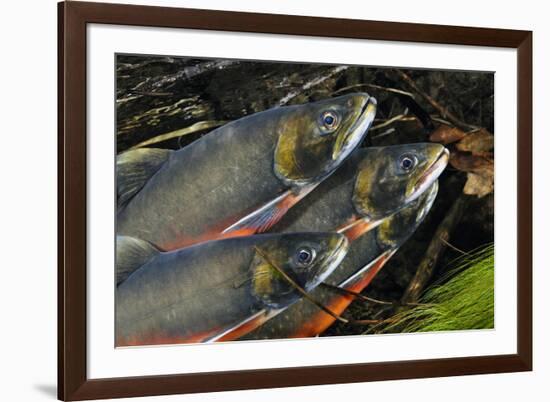 Arctic Charr (Salvelinus Alpinus) Males Showing Breeding Colours, in Spawning River, Cumbria, UK-Linda Pitkin-Framed Photographic Print