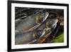 Arctic Charr (Salvelinus Alpinus) Males Showing Breeding Colours, in Spawning River, Cumbria, UK-Linda Pitkin-Framed Photographic Print