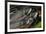 Arctic Charr (Salvelinus Alpinus) Males Showing Breeding Colours, in Spawning River, Cumbria, UK-Linda Pitkin-Framed Photographic Print