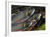 Arctic Charr (Salvelinus Alpinus) Males Showing Breeding Colours, in Spawning River, Cumbria, UK-Linda Pitkin-Framed Photographic Print