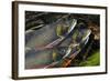 Arctic Charr (Salvelinus Alpinus) Males Showing Breeding Colours, in Spawning River, Cumbria, UK-Linda Pitkin-Framed Photographic Print