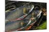 Arctic Charr (Salvelinus Alpinus) Males Showing Breeding Colours, in Spawning River, Cumbria, UK-Linda Pitkin-Mounted Photographic Print