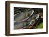 Arctic Charr (Salvelinus Alpinus) Males Showing Breeding Colours, in Spawning River, Cumbria, UK-Linda Pitkin-Framed Photographic Print