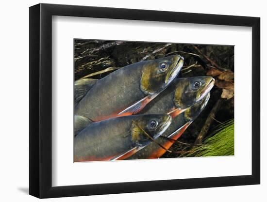 Arctic Charr (Salvelinus Alpinus) Males Showing Breeding Colours, in Spawning River, Cumbria, UK-Linda Pitkin-Framed Photographic Print