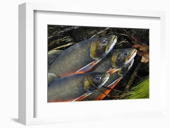 Arctic Charr (Salvelinus Alpinus) Males Showing Breeding Colours, in Spawning River, Cumbria, UK-Linda Pitkin-Framed Photographic Print