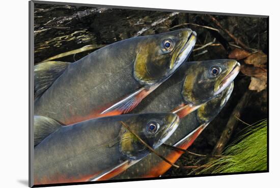 Arctic Charr (Salvelinus Alpinus) Males Showing Breeding Colours, in Spawning River, Cumbria, UK-Linda Pitkin-Mounted Photographic Print