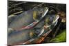 Arctic Charr (Salvelinus Alpinus) Males Showing Breeding Colours, in Spawning River, Cumbria, UK-Linda Pitkin-Mounted Photographic Print
