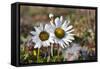 Arctic Chrysanthemum (Chrysanthemum arcticum), Cape Onman, Chukchi Sea, Russia Far East-Keren Su-Framed Stretched Canvas