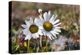 Arctic Chrysanthemum (Chrysanthemum arcticum), Cape Onman, Chukchi Sea, Russia Far East-Keren Su-Stretched Canvas