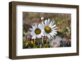 Arctic Chrysanthemum (Chrysanthemum arcticum), Cape Onman, Chukchi Sea, Russia Far East-Keren Su-Framed Photographic Print