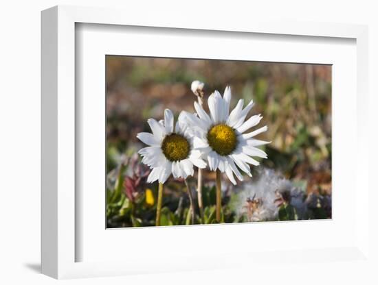 Arctic Chrysanthemum (Chrysanthemum arcticum), Cape Onman, Chukchi Sea, Russia Far East-Keren Su-Framed Photographic Print