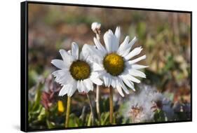 Arctic Chrysanthemum (Chrysanthemum arcticum), Cape Onman, Chukchi Sea, Russia Far East-Keren Su-Framed Stretched Canvas