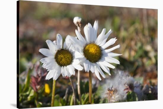 Arctic Chrysanthemum (Chrysanthemum arcticum), Cape Onman, Chukchi Sea, Russia Far East-Keren Su-Stretched Canvas