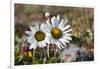 Arctic Chrysanthemum (Chrysanthemum arcticum), Cape Onman, Chukchi Sea, Russia Far East-Keren Su-Framed Photographic Print