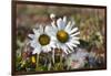 Arctic Chrysanthemum (Chrysanthemum arcticum), Cape Onman, Chukchi Sea, Russia Far East-Keren Su-Framed Photographic Print