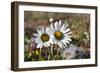 Arctic Chrysanthemum (Chrysanthemum arcticum), Cape Onman, Chukchi Sea, Russia Far East-Keren Su-Framed Photographic Print