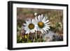 Arctic Chrysanthemum (Chrysanthemum arcticum), Cape Onman, Chukchi Sea, Russia Far East-Keren Su-Framed Photographic Print