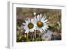 Arctic Chrysanthemum (Chrysanthemum arcticum), Cape Onman, Chukchi Sea, Russia Far East-Keren Su-Framed Photographic Print